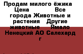 Продам милого ёжика › Цена ­ 10 000 - Все города Животные и растения » Другие животные   . Ямало-Ненецкий АО,Салехард г.